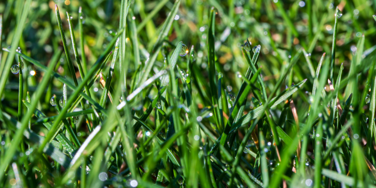 Tautropfen (Makro: ND8 - 1s - f16 - Iso 50)